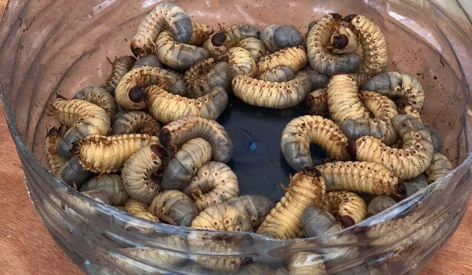 Шашлычок из тараканов и личинки червей на закуску: звездное меню довело до тошноты