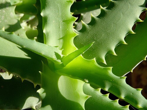 Целебные свойства алоэ