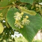 Народная медицина для красоты и здоровья