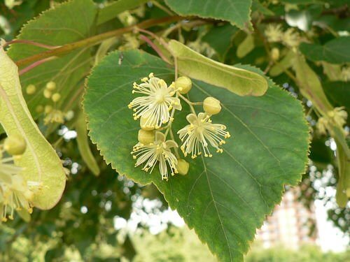 Народная медицина для красоты и здоровья