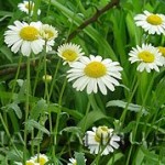 Ромашка и её применение в народной медицине