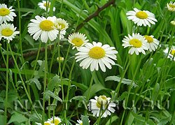 Ромашка и её применение в народной медицине