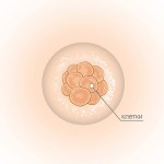 2 неделя беременности