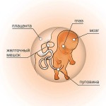 10 неделя беременности