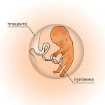 11 неделя беременности