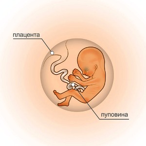 12 неделя беременности