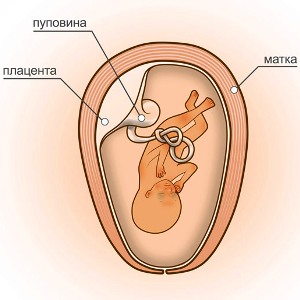 13 неделя беременности