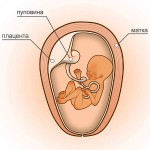 14 неделя беременности