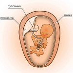 15 неделя беременности