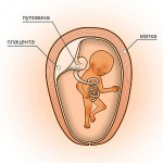 16 неделя беременности