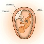 17 неделя беременности