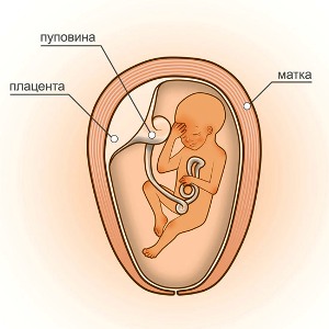 18 неделя беременности