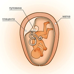 19 неделя беременности