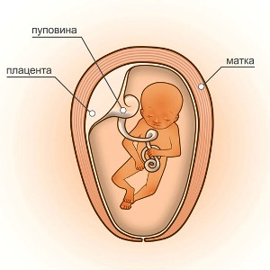 20 неделя беременности