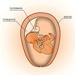 21 неделя беременности