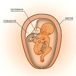 23 неделя беременности