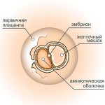 4 неделя беременности