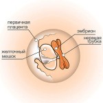 5 неделя беременности