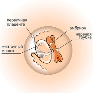 5 неделя беременности