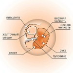 6 неделя беременности