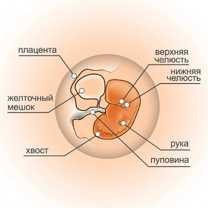 6 неделя беременности