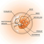 7 неделя беременности