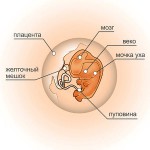 8 неделя беременности