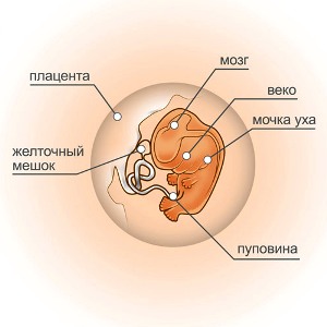 8 неделя беременности