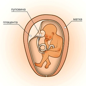 24 неделя беременности