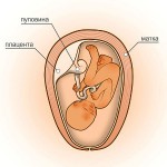 25 неделя беременности