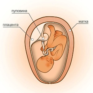 25 неделя беременности