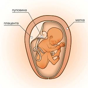 26 неделя беременности