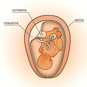27 неделя беременности