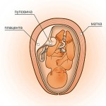 28 неделя беременности