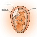 29 неделя беременности