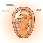 30 неделя беременности