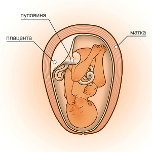 31 неделя беременности