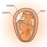 35 неделя беременности