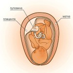 36 неделя беременности