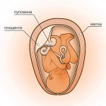 37 неделя беременности