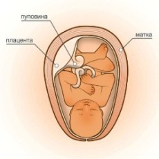 38 неделя беременности