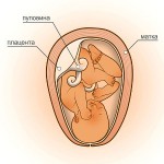 39 неделя беременности