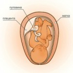 40 неделя беременности