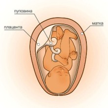 40 неделя беременности