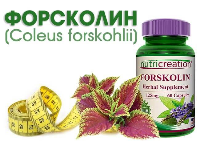 Форсколин: в шаге от победы над ожирением