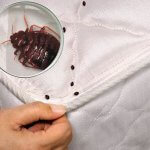 Где обитают клопы в жилище