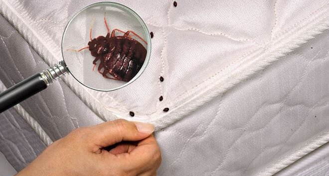 Где обитают клопы в жилище