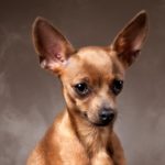 Той-терьер: все о породе