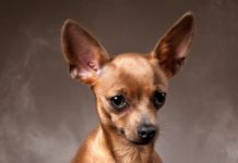 Той-терьер: все о породе