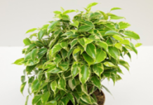 Выращивание фикусов